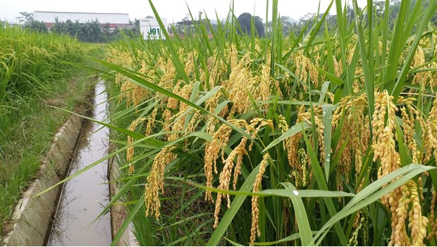 Giống lúa Japonica chất lượng J01