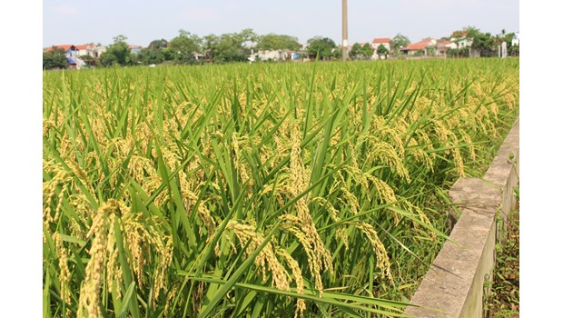 Giống lúa Japonica chất lượng J01
