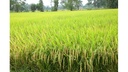 Giống lúa thuần chất lượng cao Đài Thơm 8