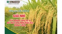Giống lúa thuần chất lượng cao Đài Thơm 8
