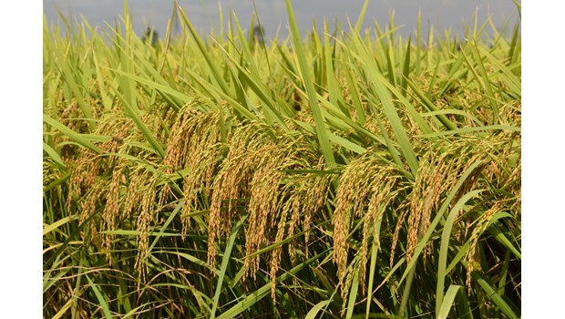 Giống lúa thuần năng suất chất lượng VNR88