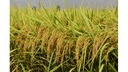 Giống lúa thuần năng suất chất lượng VNR88