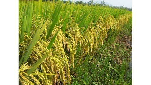 Giống lúa thuần chất lượng Thiên ưu 8