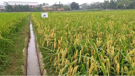 Giống lúa Japonica chất lượng J01