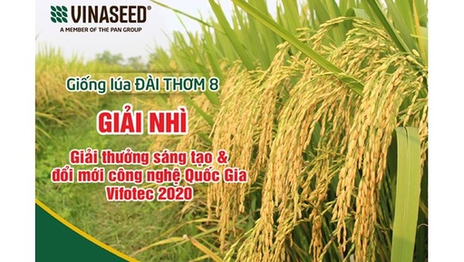 Giống lúa thuần chất lượng cao Đài Thơm 8